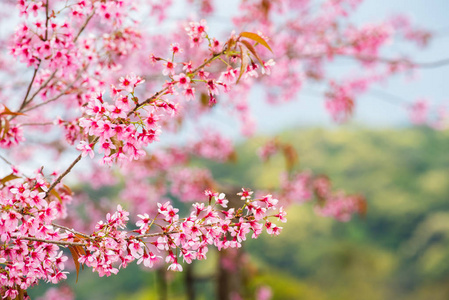 喜马拉雅樱花背景