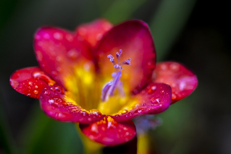 小苍兰与雨滴