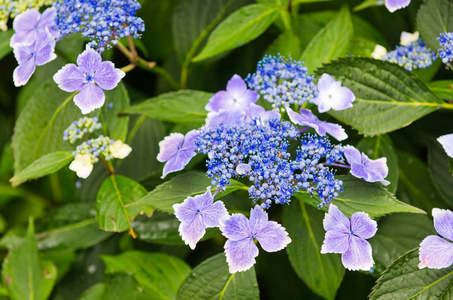 绣球花在花园里