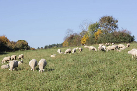 成群的绵羊在草地上和雄性 animalsto 的羊群中保持着这种称呼, 这些被称为 成群 或 白羊座 和 雌性绵羊。