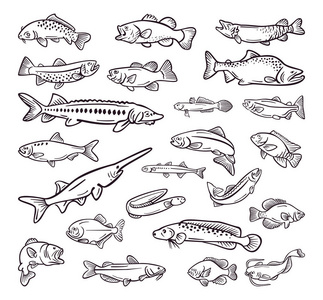 种类海食物, 海鱼手被画的汇集