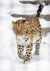 黑龙江豹。它是猫科动物的食肉哺乳动物。濒临绝种的独特物种