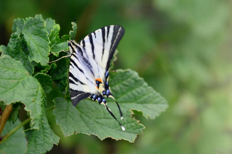 稀有的凤蝶 Iphiclides podalirius 罕见的欧洲蝴蝶坐在盛开的树莓灌木上