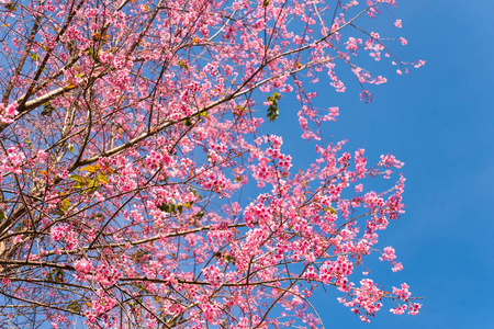 粉红色的春天花与蓝天背景