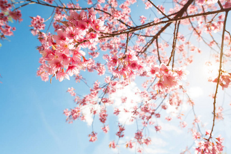 春天美丽的樱花花 樱花。蓝天上的樱花花