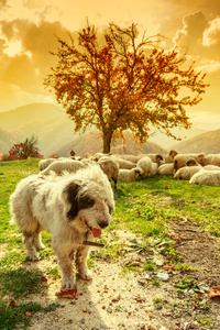 狗守护在高山牧场上羊图片