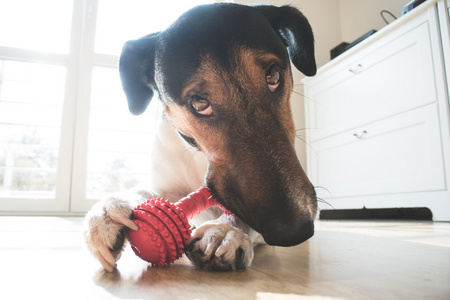 活泼 可爱的小猎犬狗