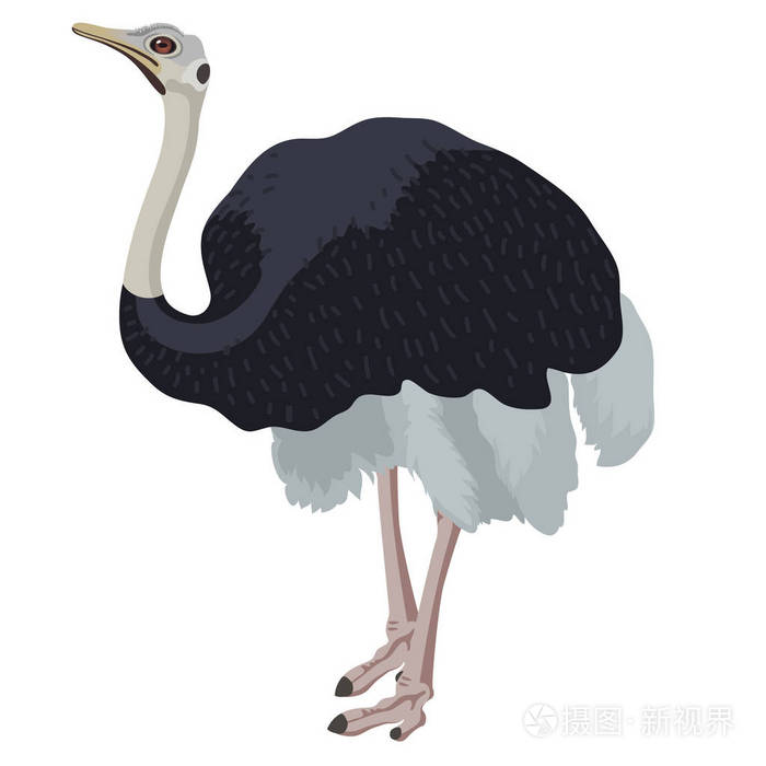 在白色的背景下,现代卡通风格的鸟鸵鸟鸟 detalised