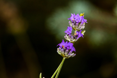 熏衣草花特写