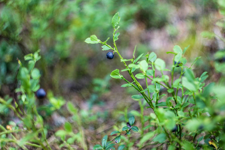 成熟的大蓝莓在分支