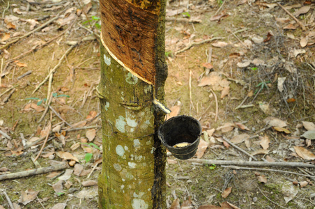 作为天然橡胶的来源从橡胶树或又称巴西橡胶树中提取的乳胶