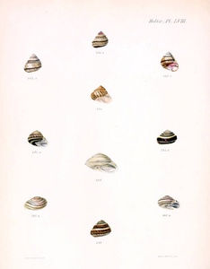 贝壳的例证。Conchologia iconica, 或者, molluscous 动物的贝壳的插图