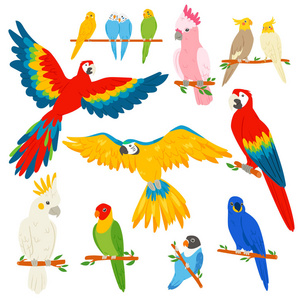 鹦鹉向量 parrotry 字符和热带鸟或卡通异国鹦鹉在热带插图集彩色热带小鸟在白色背景下隔离
