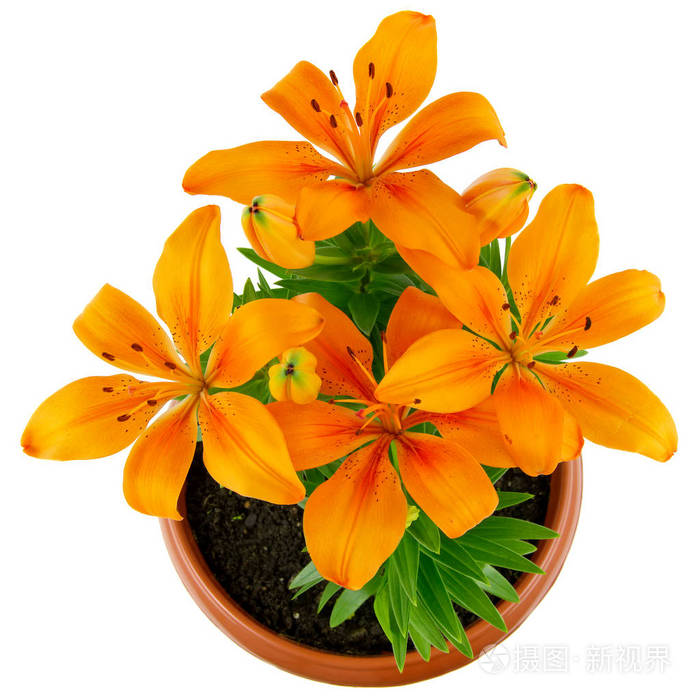 朵朵橙色的百合花