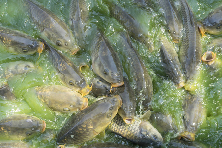 成群的淡水鱼如鲶鱼黑鱼蛇鱼等在进食时争相吃河里的食物