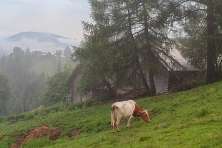 奶牛擦伤在清晨的牧场上, 在薄雾笼罩的群山背景下。性质