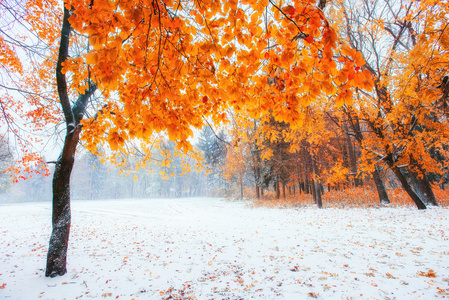 10 月山山毛榉森林与冬天第一场雪