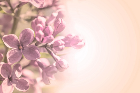 春天甜美色花瓣支玫瑰粉红色浪漫渐变背景淡紫色的花