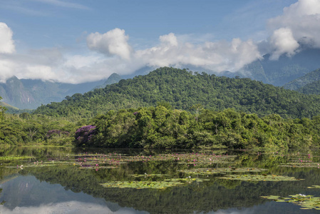 美丽的场景, 野生丛林湖的水百合和山脉在 Guapiacu 附近的大西洋雨林, 巴西里约热内卢郊区