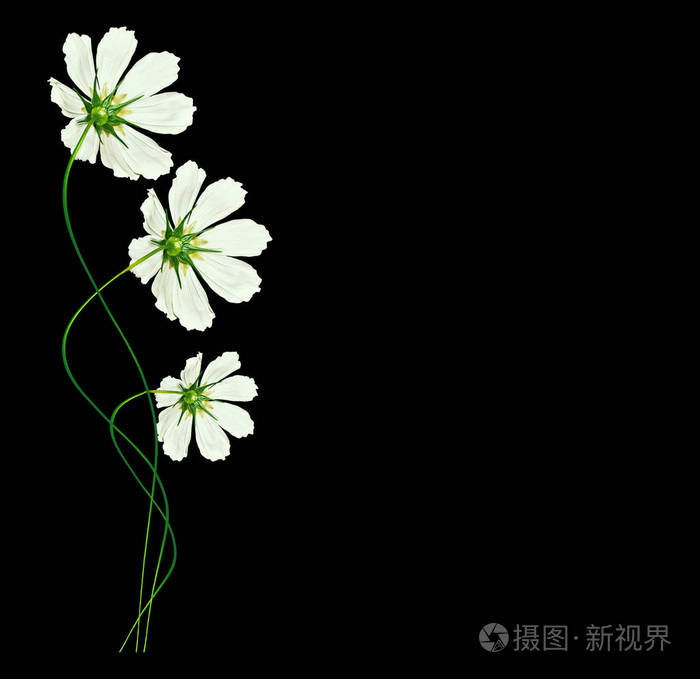 孤立在黑色背景上的雏菊夏天花