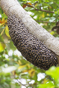 树上的野生蜜蜂蜂巢