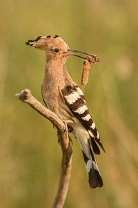 欧亚 HoopoeUpupa epops, 美丽的橙色鸟从欧洲森林