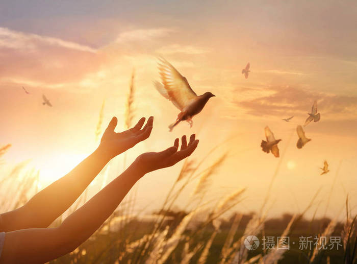 妇女祈祷和自由的鸟类享受自然日落背景