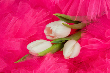 粉红色郁金香上精致的白色春天郁金香