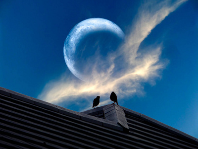 月蚀是一种罕见的现象剪影鸟