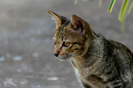 泰国可爱猫咪休息习惯的可爱的宠物。猫品种 Thaila