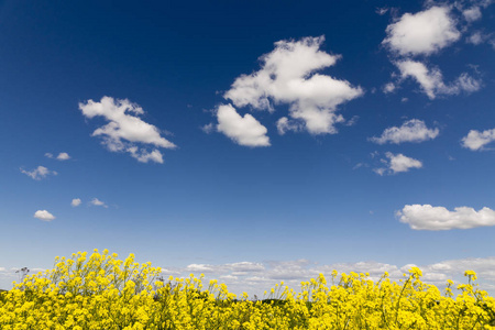 黄灿灿的油菜花，与蔚蓝的天空和云场