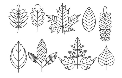 线条式的涂鸦叶的矢量插图集, 白色背景上的孤立花元素