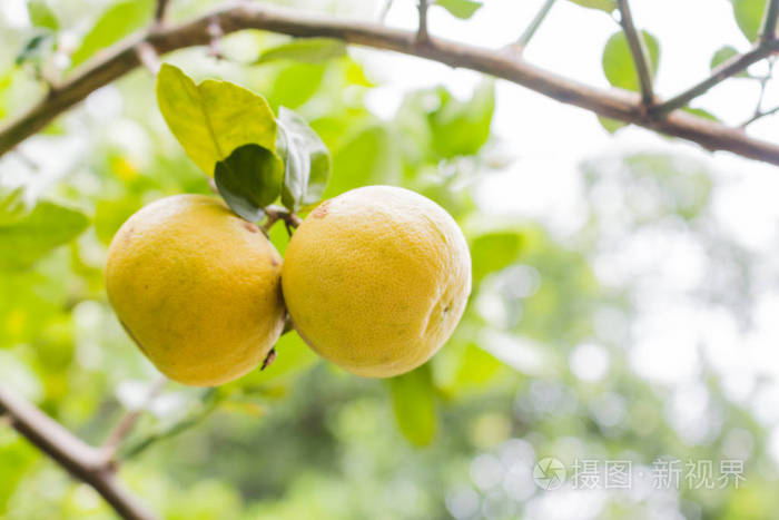新鲜的酸橙树上
