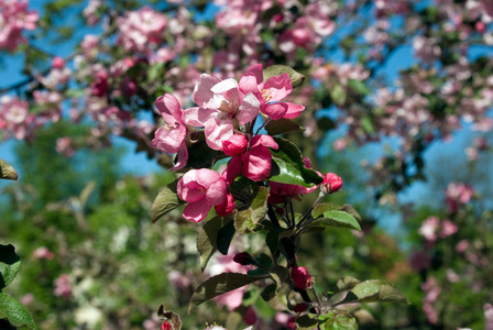 苹果树开花, 加里宁格勒, 俄罗斯联邦, 2008年5月11日