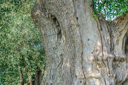 老橄榄树