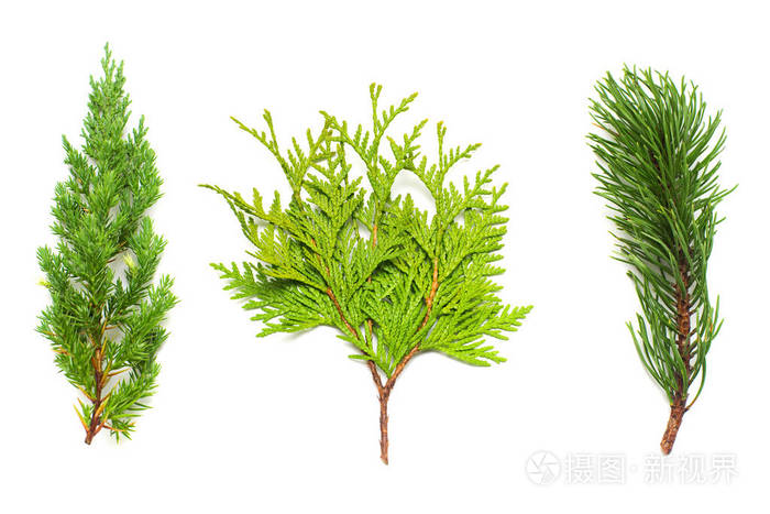 摄图新视界 照片 动物,植物 一组松树, 杜松和侧柏在白色背景上分离的