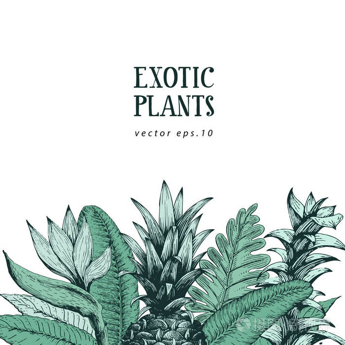 手布朗植物背景与手工画外来植物和菠萝.矢量横幅模板.复古插画