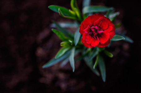 花, 红色康乃馨