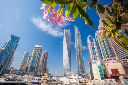 与花在迪拜，阿拉伯联合酋长国的迪拜码头