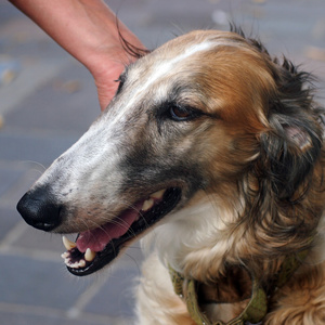 猎狼犬的女性