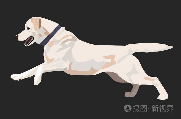 拉布拉多狗正在运行