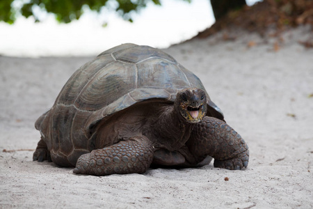 塞舌尔海滩上的一只大海龟