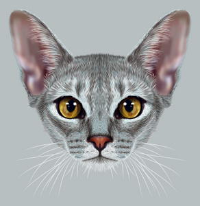 阿比西尼亚猫的说明性肖像