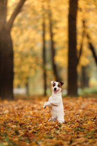 杰克罗素梗犬狗用树叶。金黄色和红色的颜色，在公园散步