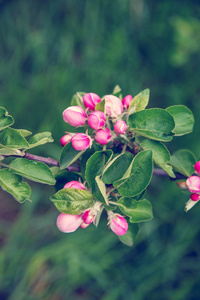 在春天盛开的苹果树