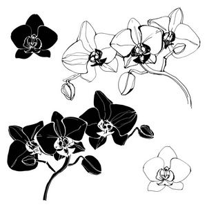 兰花. 矢量插图, 用于设计的分离花卉元素