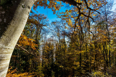 多彩的秋天森林景色阿尔萨斯