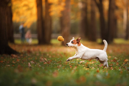 杰克罗素梗犬狗用树叶。金黄色和红色的颜色，在公园散步