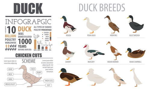 家禽养殖信息图表模板。养鸭。平面设计