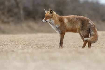 野生红狐在自然环境中的景观